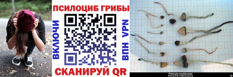 Псилоцибиновые грибы Psilocybine cubensis  блэк спрут ссылки  Салехард  цена наркотик 